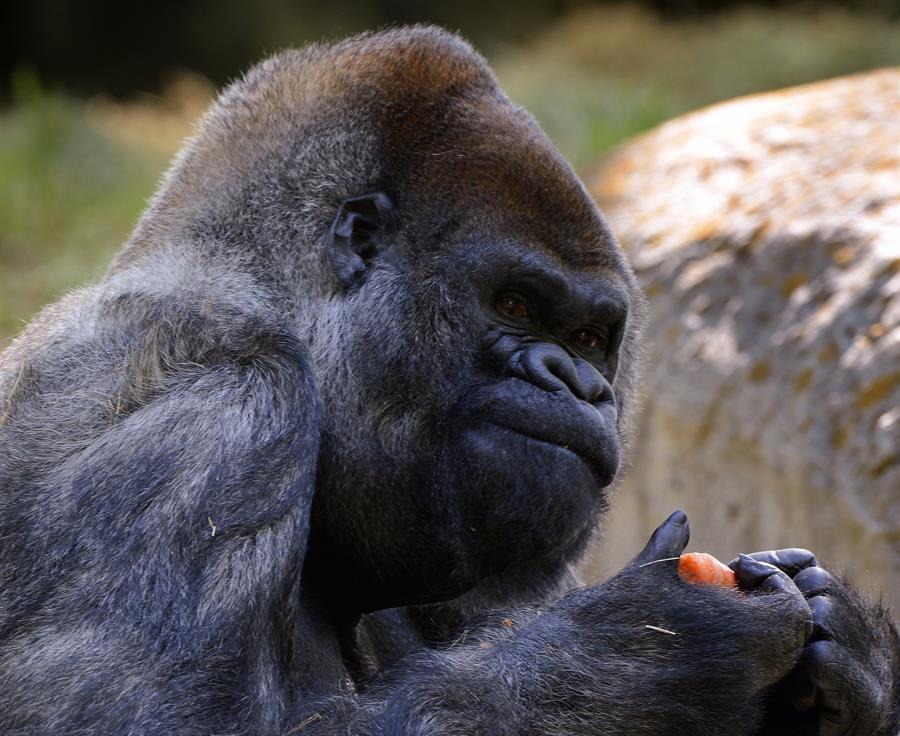 Ozzie, el gorila macho más viejo del mundo murió a los 61 años en el zoológico de Atlanta