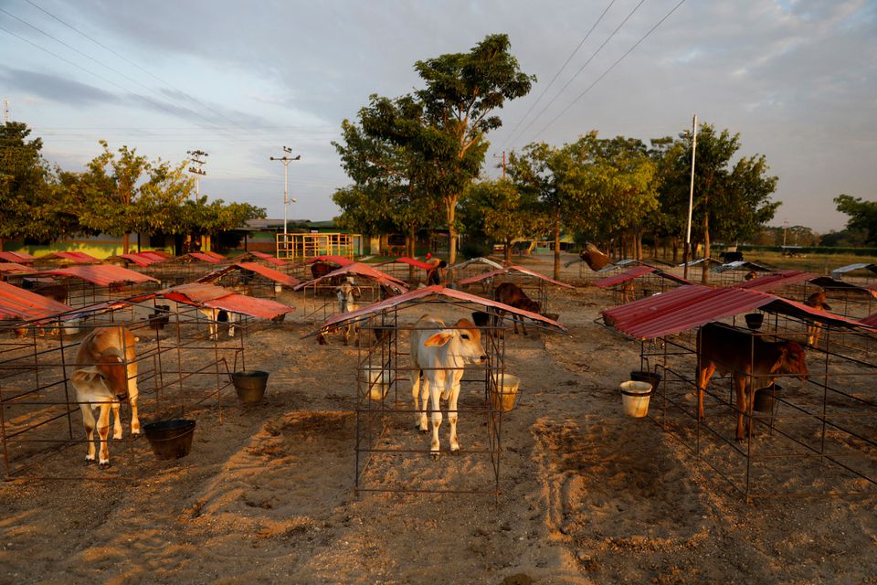Cerca del 20% del ganado venezolano se vio afectado por las fuertes lluvias