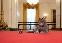 En Fotos: “Willow”, la gatita que araña sillas y recibe mimos en la Oficina Oval