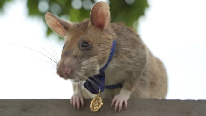 Murió Magawa, la rata que salvó cientos de vidas y fue condecorada en Camboya