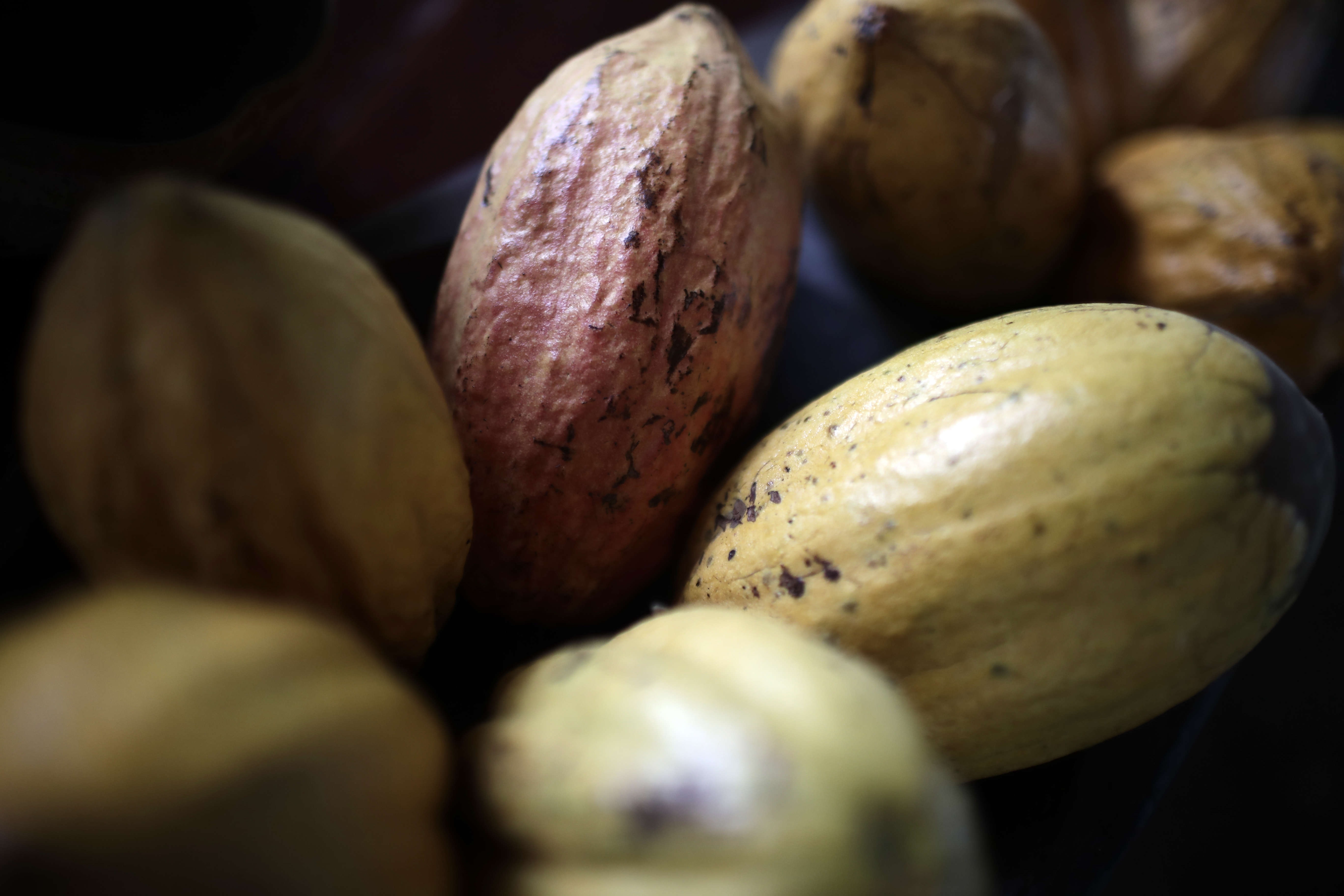 En plena guerra, el régimen de Maduro enviará 43 toneladas de cacao a Rusia