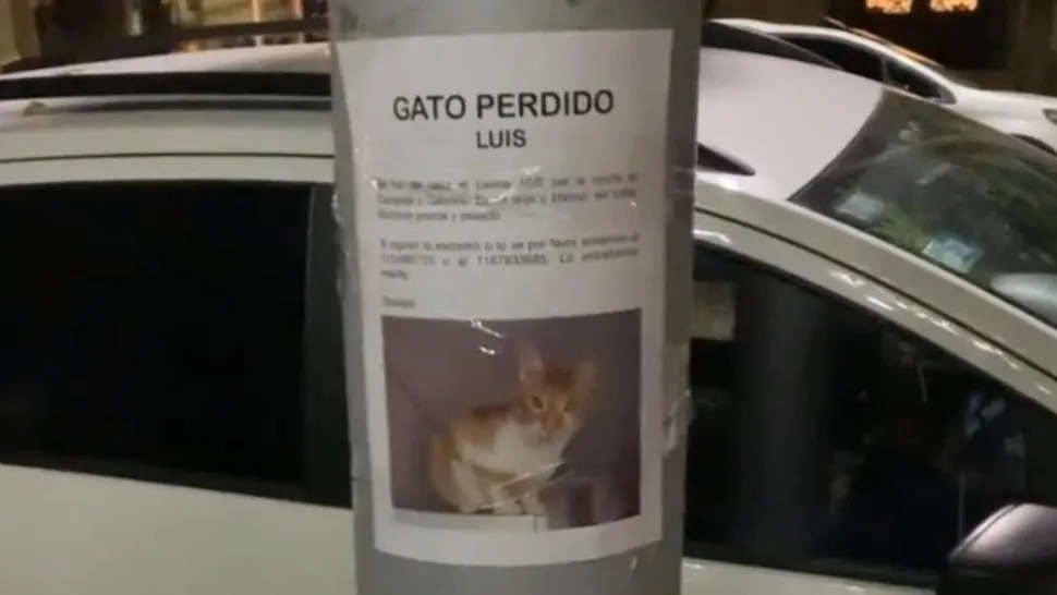 Luis, el gato perdido que es VIRAL tras ser hallado al lado de aviso con el que lo buscaban