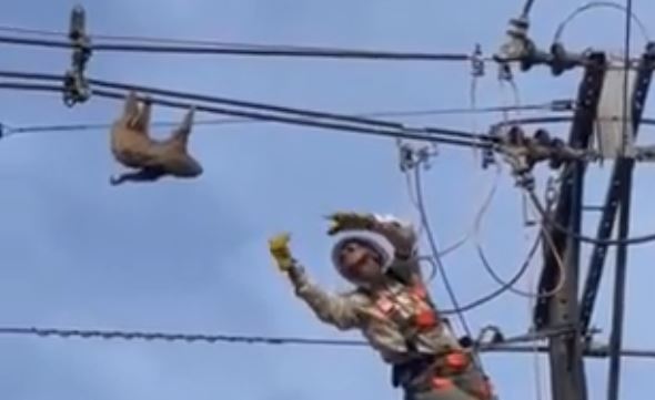 VIDEO: Ingenioso y peligroso rescate de un oso perezoso sostenido al cableado eléctrico