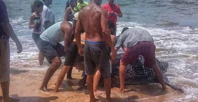 EN FOTOS: Reptil gigante salió en playa de Carúpano y maravilló a los bañistas