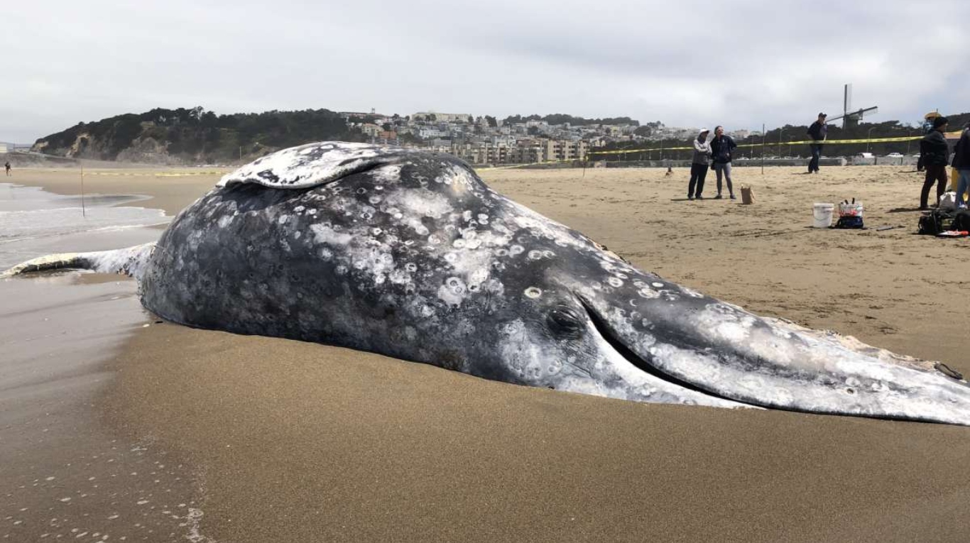 Una ballena de 10 metros de longitud encalla en playa cercana a Lisboa