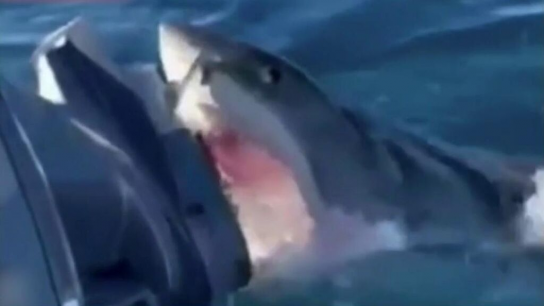 Captan el angustioso momento en que un tiburón ataca a una familia en Australia