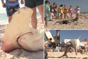 “Nunca querrás ver uno tan grande”: La madre de todos los tiburones aturde a Florida