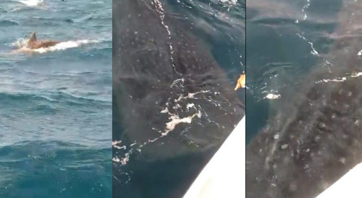 Turistas se asombraron tras ver un tiburón ballena en Santa Marta, Colombia (Video)