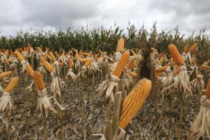 Producción mundial de maíz bajará afectada por la guerra entre Rusia y Ucrania