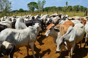 El “oro bovino”, un jugoso negocio con el que bandas delictivas en Apure están “haciendo su agosto”