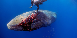 ¡Dolor! Avistaron una ballena enredada, intentaron salvarla pero le realizaron una eutanasia (Fotos)