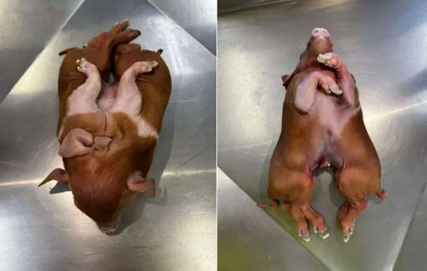 Impresión en la comunidad científica: Nació un cerdo con ocho patas e investigan posible mutación (IMÁGENES)