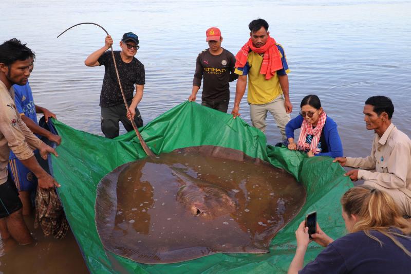 Capturan a una raya gigante de cuatro metros y 180 kilos, uno de los peces de agua dulce más grandes del mundo