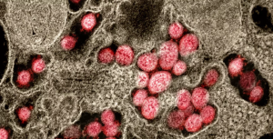 Covid, hepatitis infantil, viruela del mono… ¿Se han vuelto locos los virus?