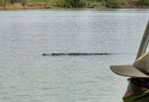 ¿Puso la Patrulla Fronteriza de EEUU un caimán en Río Grande para disuadir a los migrantes?