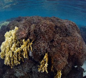 “Desastre ecológico” por coral invasor se extiende hasta los parques nacionales Morrocoy, Mochima y San Esteban