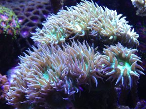 Descubren en corales blandos un compuesto prometedor para luchar contra el cáncer