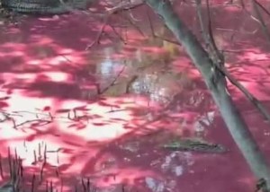 Canales y laguna en Lechería amanecieron teñidas de rojo por extraña sustancia (VIDEO)