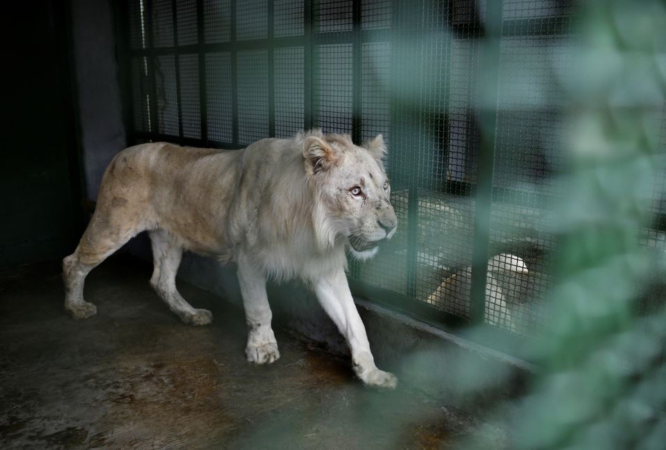 En VIDEO: Uno de los leones blancos sufrió lesión en traslado al zoológico de Caricuao