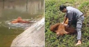 El dramático momento en que un empleado del zoológico salva a un orangután que se estaba ahogando (VIDEO)