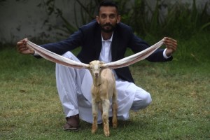 Un cabrito con orejas extremadamente largas causa furor en la redes sociales en Pakistán (Fotos)