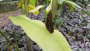 Researchers from Tachiren create the first butterfly farm in western Venezuela