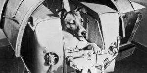 ¿Qué pasó con los restos de Laika, la perra “enviada a morir” al espacio?