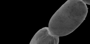 No necesitarás un microscopio para ver las bacterias MÁS GRANDES jamás encontradas (FOTOS)