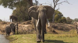 Por qué los científicos aseguran que los elefantes se auto domesticaron