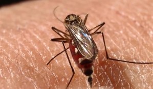 Miami-Dade en alerta por la aparición de casos de dengue autóctono
