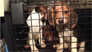 Rescatan a miles de perros que iban a usar para experimentos farmacéuticos en EEUU