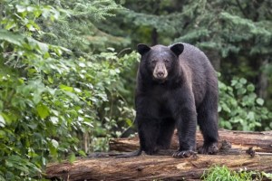 Ataque de terror: Enorme oso le mordió la cabeza a un campista mientras dormía en bosque de EEUU