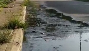 Colapso del drenaje tiene vuelta “un chiquero” la avenida Pinto Salinas en Mérida