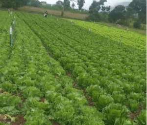 Agricultores de La Grita piden que se elimine el uso del peso colombiano en Táchira