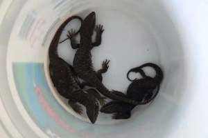 Misterio en Nueva York: Caja llena de lagartijas vivas fue enviada a una dirección incorrecta