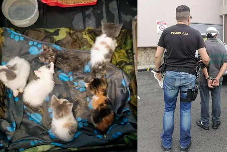 Depravado metió a 10 gatos recién nacidos en una bolsa y los lanzó al río