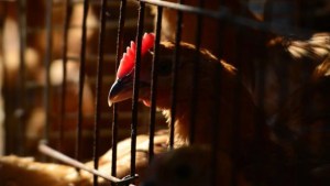 El potencial pandémico de influenza aviar es bajo, según Julio Castro