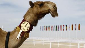 Qatar, país anfitrión del Mundial de fútbol 2022 y del certamen de belleza… ¡de camellos! (FOTOS)