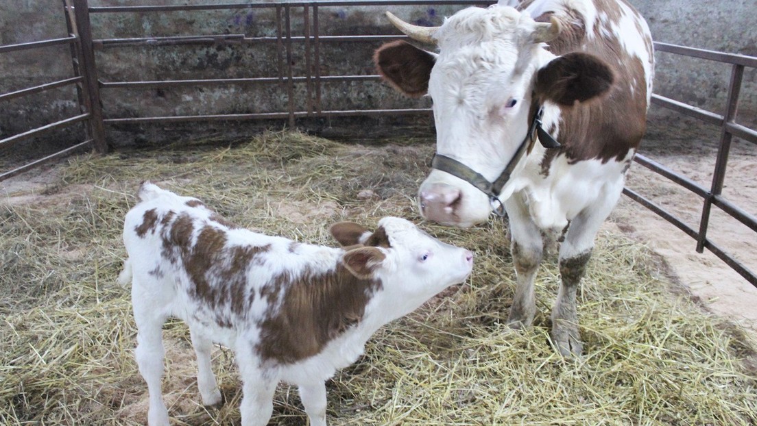 “Vaca clonada” da a luz por primera vez en Rusia