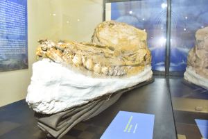 Hallan “el fósil mejor preservado del mundo” de un cachalote prehistórico en Perú