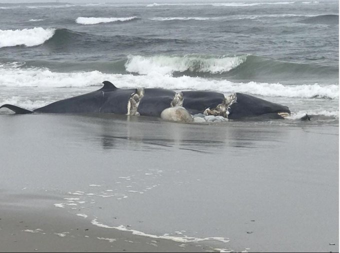 Otra ballena apareció muerta en playa de Nueva York: Solicitan a Biden investigación federal por 10 casos recientes