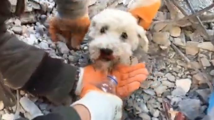 ¡Héroes sin capa! Rescataron a un perrito atrapado bajo los escombros de un edificio en Turquía (Video)
