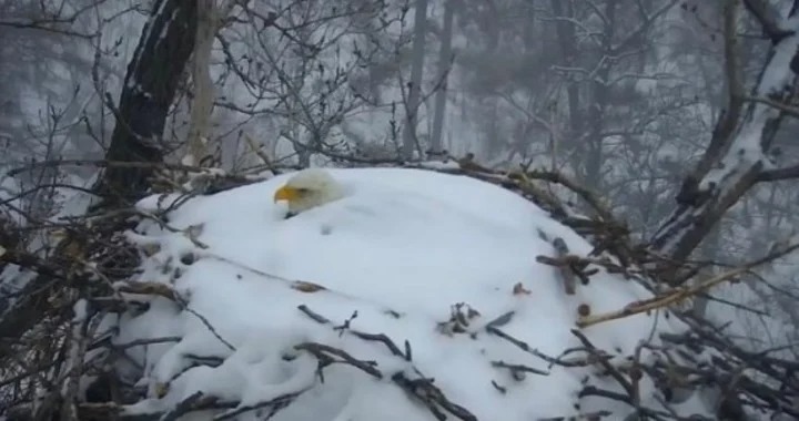 Tormenta invernal en Minnesota: Águila calva incubó sus huevos pese a estar enterrada en la nieve (VIDEO)