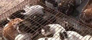 Hallan en Vietnam al menos unos dos mil gatos muertos destinados a la medicina tradicional