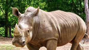 Matan a tiros a un rinoceronte un día después de su arribo a un zoológico