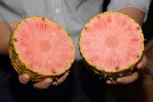 Piña rosa, un manjar exclusivo de la selva de Costa Rica
