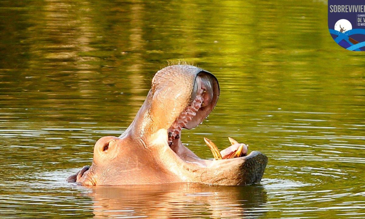 La extraña amistad entre un hombre y un hipopótamo bebé que terminó en una lamentable tragedia