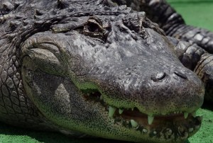 VIDEO: Captan a enorme caimán caminando por un barrio lujoso de Florida