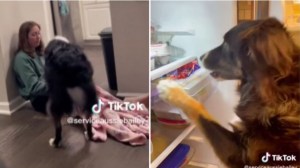 Impresionante VIDEO: así ayudó un perro a su dueña en medio de un ataque de taquicardia