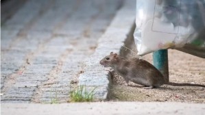 El hantavirus se detectó en ratas urbanas y podría aumentar por el cambio climático en América Latina